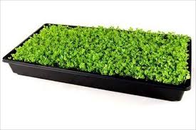 Polytray Products – Polysheet